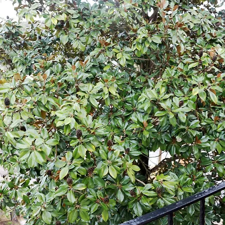 Hotell Karamazov Antik Ağva