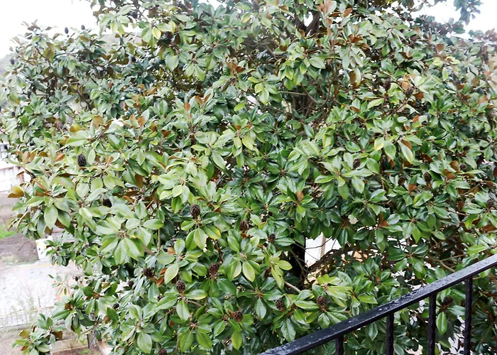 מלון Karamazov Antik Ağva